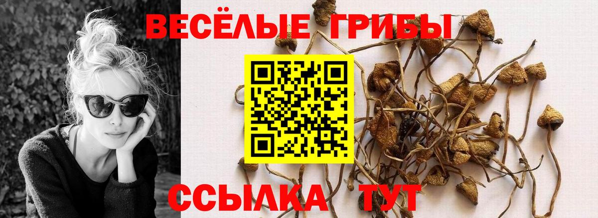 Галлюциногенные грибы Psilocybine cubensis Славянск-на-Кубани